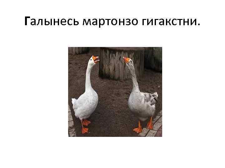 Галынесь мартонзо гигакстни. 