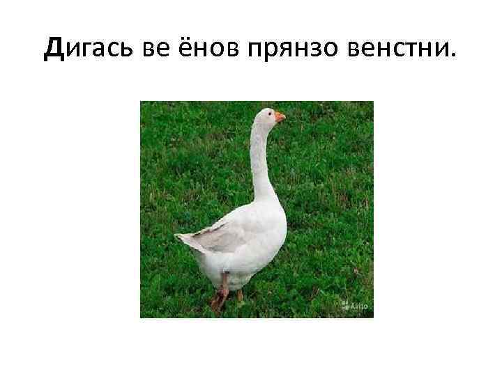 Дигась ве ёнов прянзо венстни. 