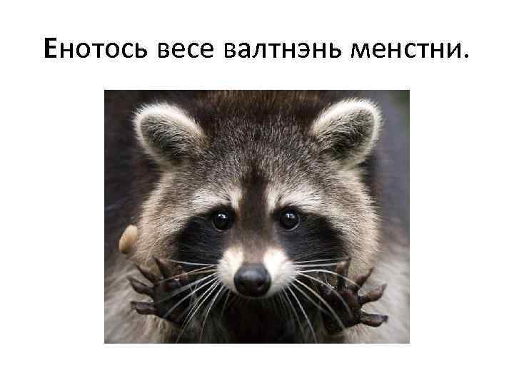 Енотось весе валтнэнь менстни. 