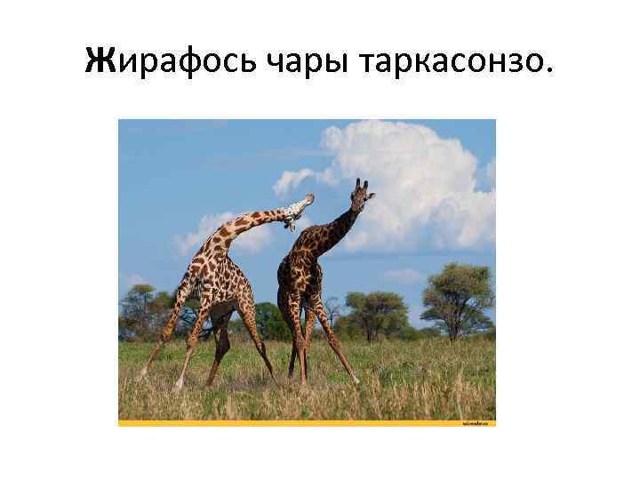 Жирафось чары таркасонзо. 