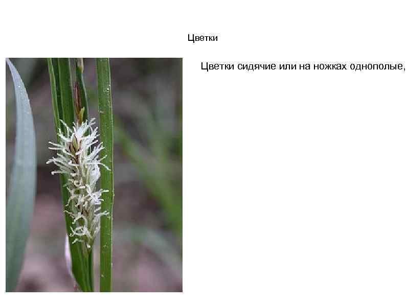 Цветки сидячие или на ножках однополые, 