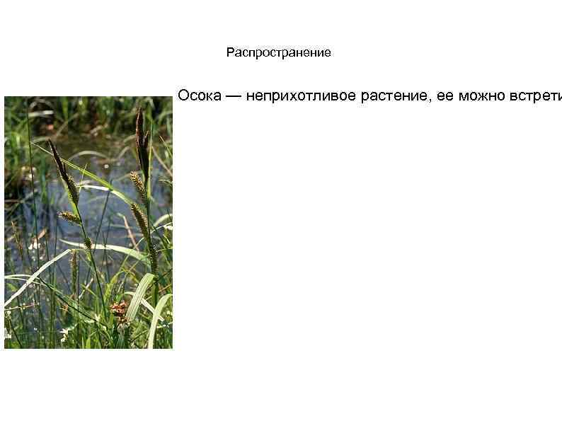 Распространение Осока — неприхотливое растение, ее можно встрети 