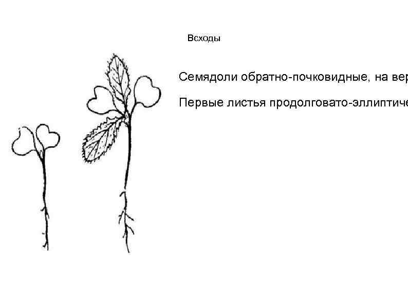 Всходы Семядоли обратно-почковидные, на вер Первые листья продолговато-эллиптиче 