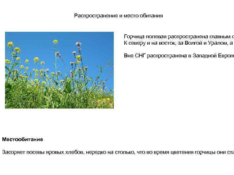 Распространение и место обитания Горчица полевая распространена главным о К северу и на восток,