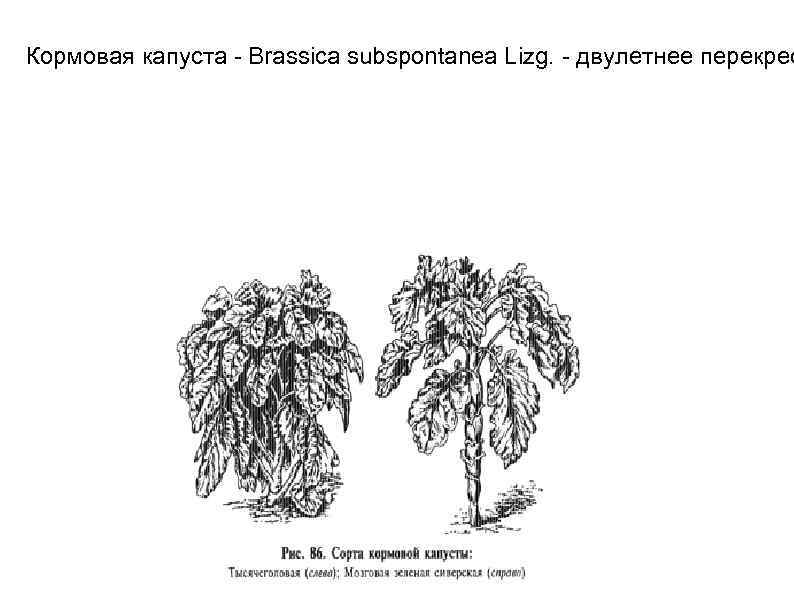 Кормовая капуста - Brassica subspontanea Lizg. - двулетнее перекрес 