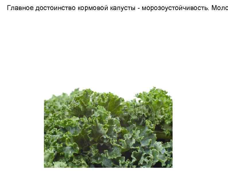 Главное достоинство кормовой капусты - морозоустойчивость. Моло 