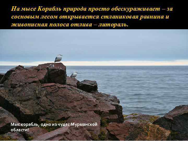 На мысе Корабль природа просто обескураживает – за сосновым лесом открывается стланиковая равнина и