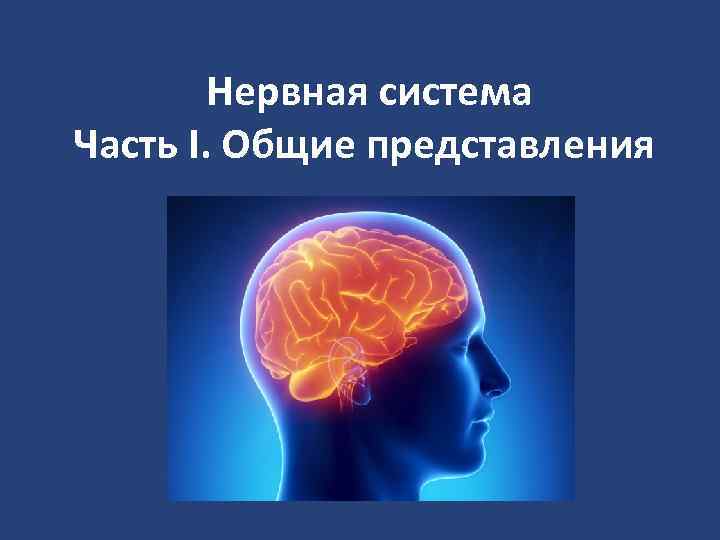Нервная система Часть I. Общие представления 