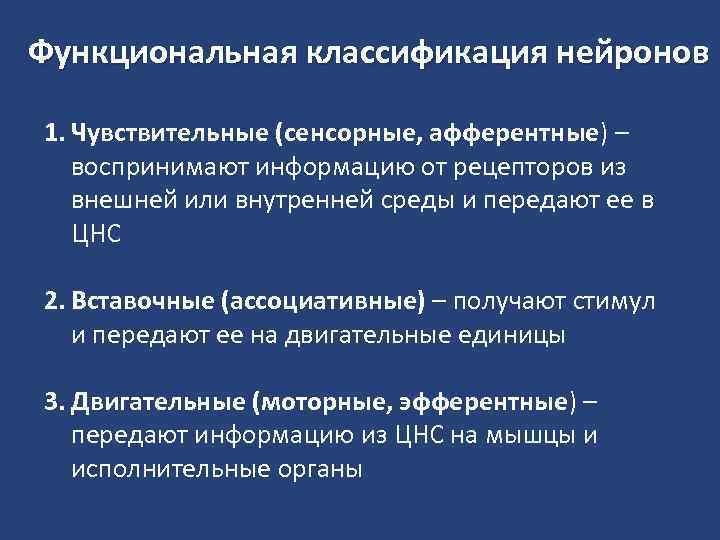 Функциональная классификация нейронов 1. Чувствительные (сенсорные, афферентные) – воспринимают информацию от рецепторов из внешней