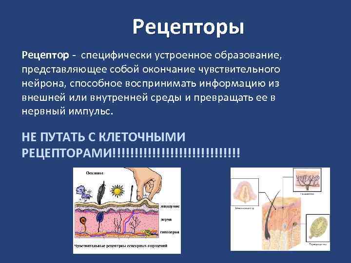 Рецепторы Рецептор - специфически устроенное образование, представляющее собой окончание чувствительного нейрона, способное воспринимать информацию