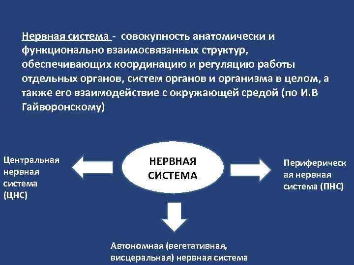 Нервная система - совокупность анатомически и функционально взаимосвязанных структур, обеспечивающих координацию и регуляцию работы