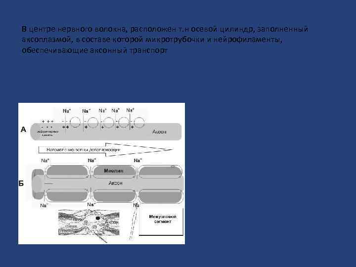 В центре нервного волокна, расположен т. н осевой цилиндр, заполненный аксоплазмой, в составе которой
