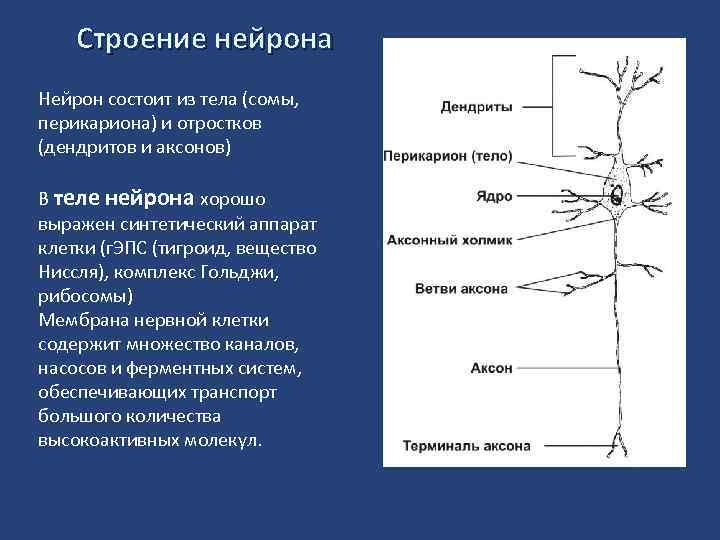 Строение нейрона Нейрон состоит из тела (сомы, перикариона) и отростков (дендритов и аксонов) В