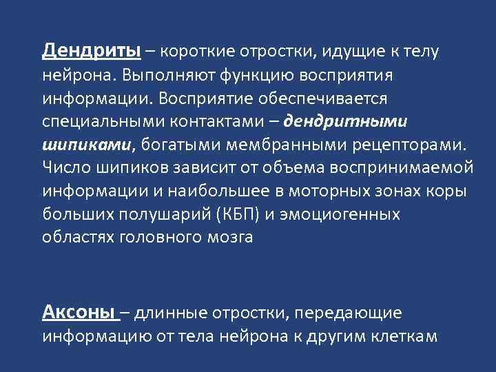 Дендриты – короткие отростки, идущие к телу нейрона. Выполняют функцию восприятия информации. Восприятие обеспечивается