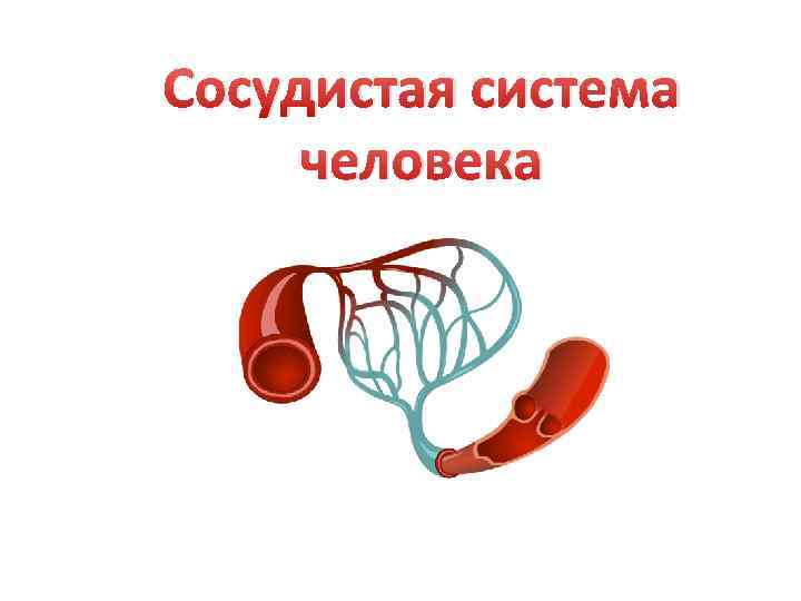 Сосудистая система человека 