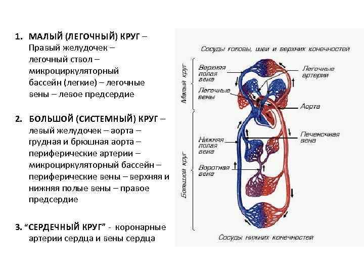 1. МАЛЫЙ (ЛЕГОЧНЫЙ) КРУГ – Правый желудочек – легочный ствол – микроциркуляторный бассейн (легкие)