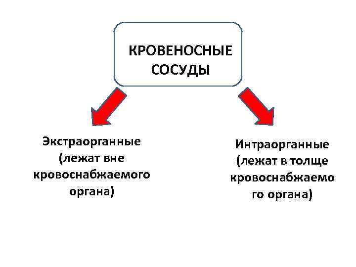 КРОВЕНОСНЫЕ СОСУДЫ Экстраорганные (лежат вне кровоснабжаемого органа) Интраорганные (лежат в толще кровоснабжаемо го органа)