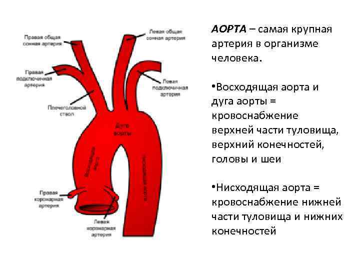 Строение аорты схема