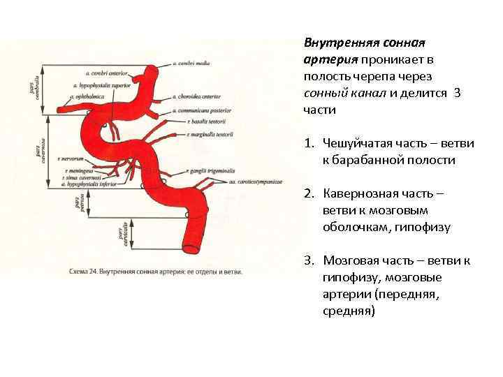 Внутренняя сонная артерия схема