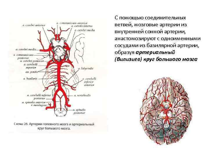 Правая внутренняя сонная артерия где находится