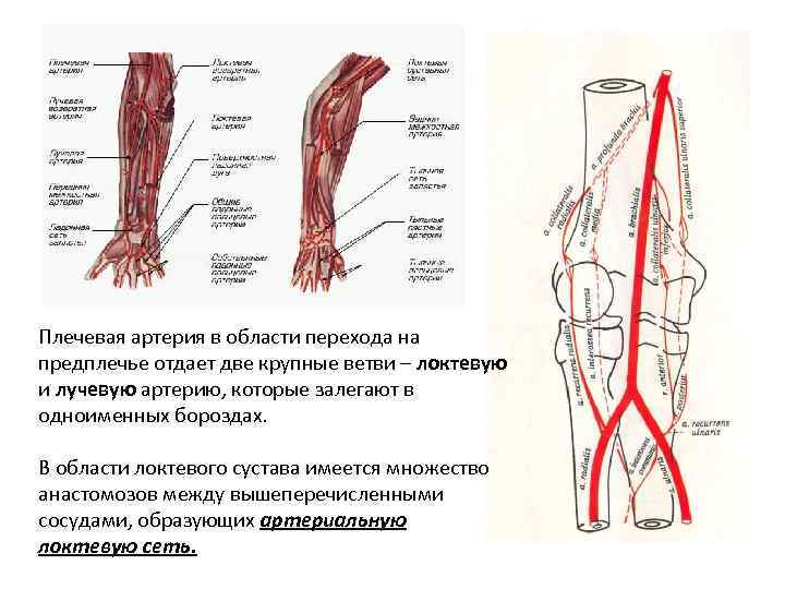 Правая лучевая артерия. Плечевая артерия ветви области кровоснабжения. Лучевая и локтевая артерии топография ветви области кровоснабжения. Артерии локтевого сустава схема. Коллатеральное кровообращение локтевого сустава.
