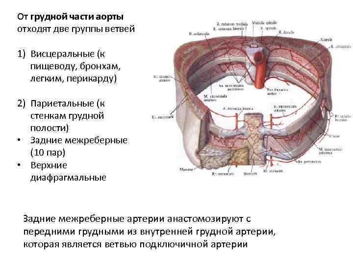 Грудная аорта схема