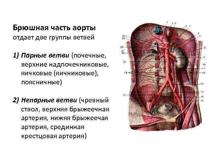 Презентация брюшная аорта