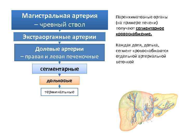 Магистральная артерия – чревный ствол Экстраорганные артерии Долевые артерии – правая и левая печеночные