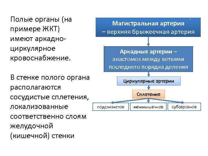 Полые органы (на примере ЖКТ) имеют аркадноциркулярное кровоснабжение. В стенке полого органа располагаются сосудистые