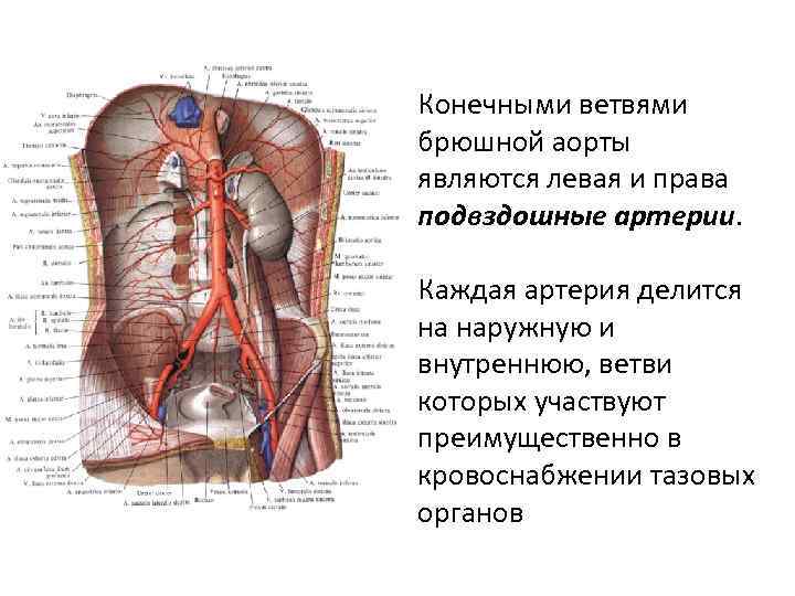 Где находится брюшная артерия у человека фото