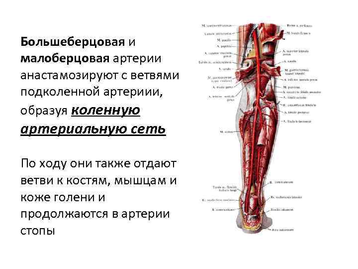 Передняя большеберцовая артерия схема