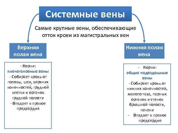 Системные вены Самые крупные вены, обеспечивающие отток крови из магистральных вен Верхняя полая вена