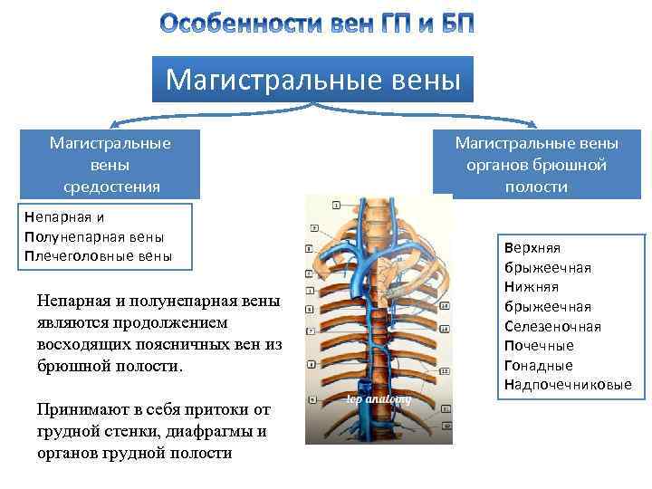 Непарная вена