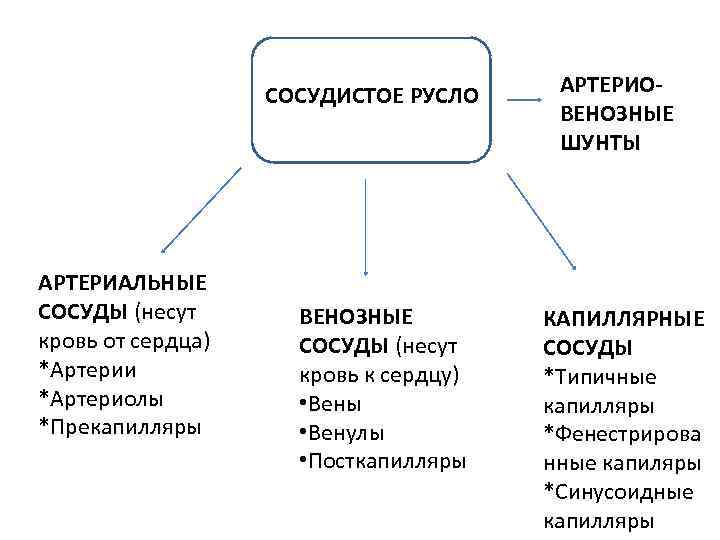 СОСУДИСТОЕ РУСЛО АРТЕРИАЛЬНЫЕ СОСУДЫ (несут кровь от сердца) *Артерии *Артериолы *Прекапилляры ВЕНОЗНЫЕ СОСУДЫ (несут