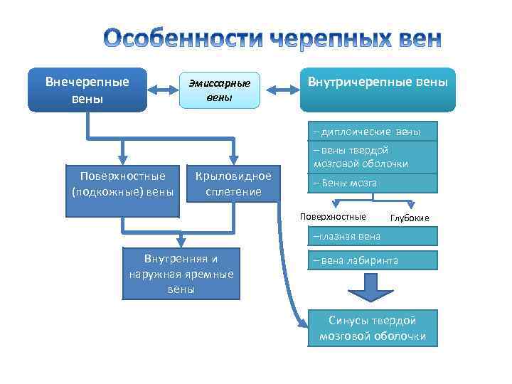 Внечерепные вены Эмиссарные вены Внутричерепные вены – диплоические вены Поверхностные (подкожные) вены Крыловидное сплетение