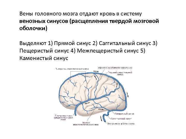 Вены головного мозга схема