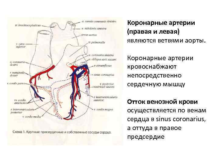 Сужение правой артерии