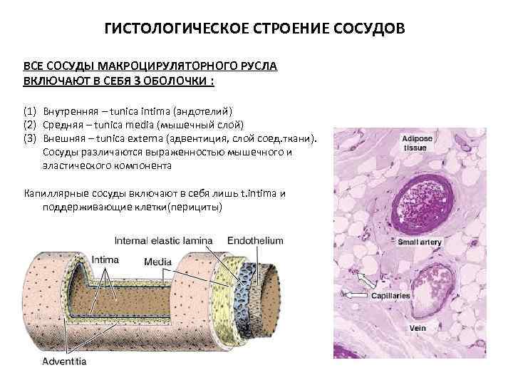 Строение стенки артерии. Эндотелий сосудов препарат гистология. Строение сосудов гистология. Строение эндотелия сосудов. Гистологическое строение артерий.