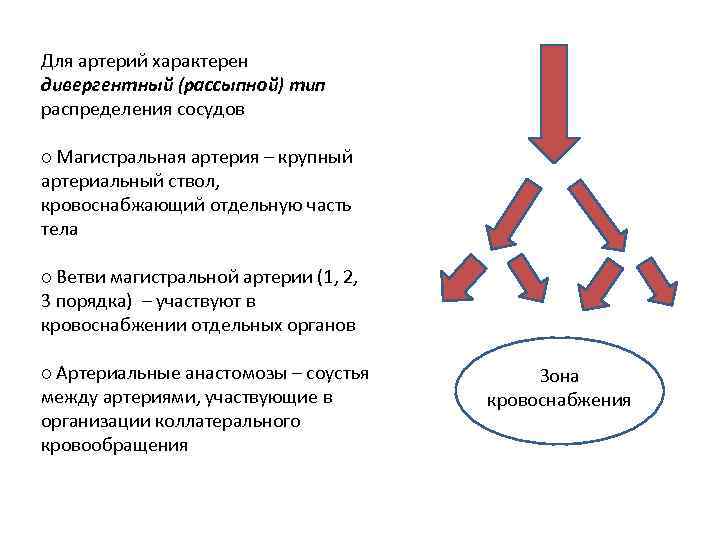 Для артерий характерен дивергентный (рассыпной) тип распределения сосудов ○ Магистральная артерия – крупный артериальный