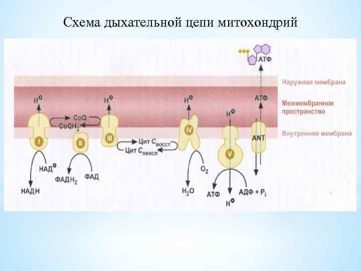 Дыхательная цепь митохондрий схема