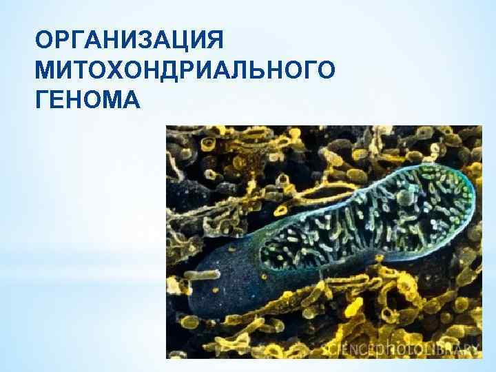 ОРГАНИЗАЦИЯ МИТОХОНДРИАЛЬНОГО ГЕНОМА 