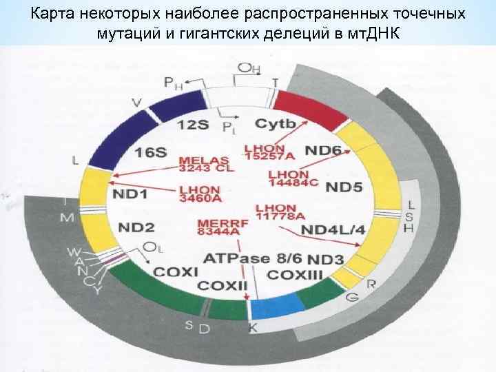 Карта некоторых наиболее распространенных точечных мутаций и гигантских делеций в мт. ДНК 