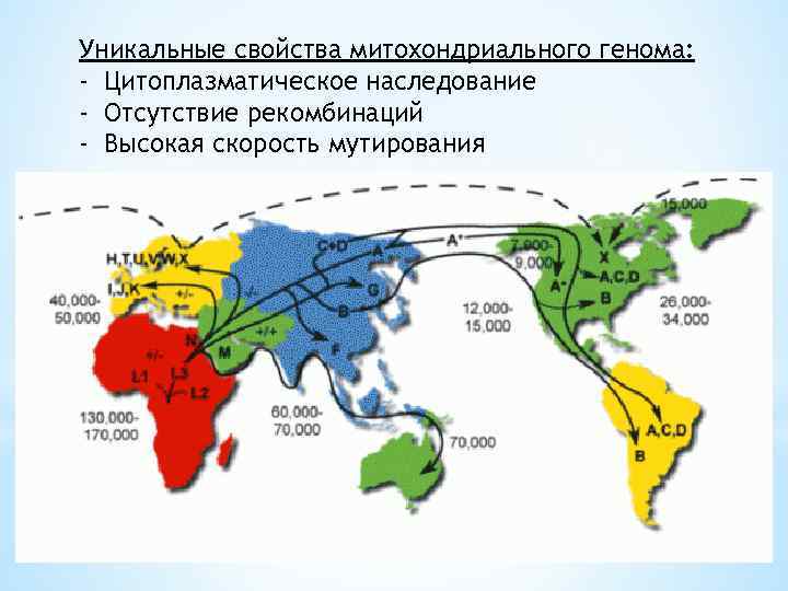 Уникальные свойства митохондриального генома: - Цитоплазматическое наследование - Отсутствие рекомбинаций - Высокая скорость мутирования