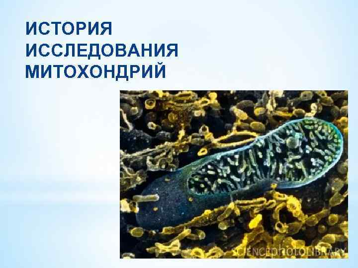 ИСТОРИЯ ИССЛЕДОВАНИЯ МИТОХОНДРИЙ 