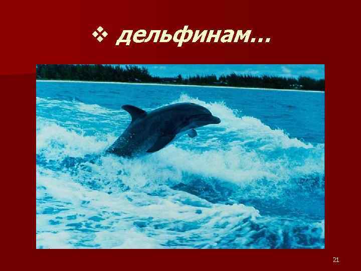v дельфинам… 21 