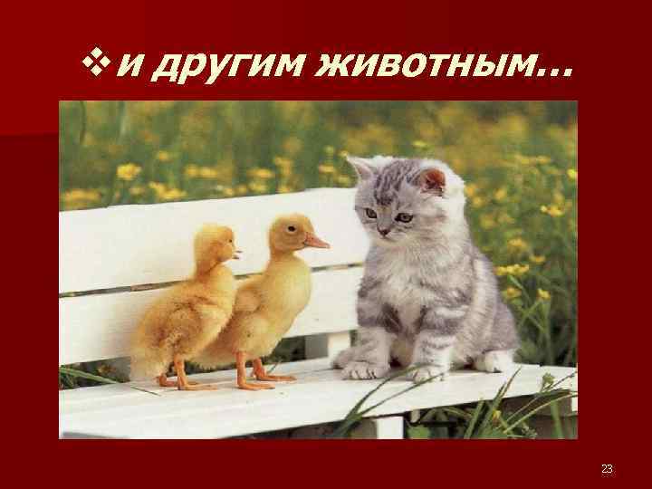 vи другим животным… 23 