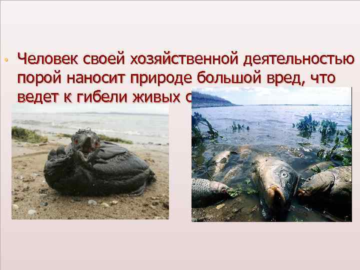 ЗАКЛЮЧЕНИЕ • Человек своей хозяйственной деятельностью порой наносит природе большой вред, что ведет к