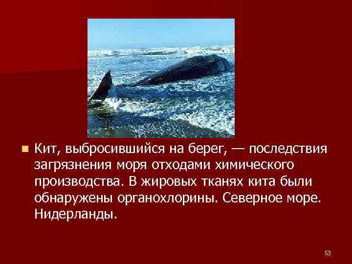 n Кит, выбросившийся на берег, — последствия загрязнения моря отходами химического производства. В жировых