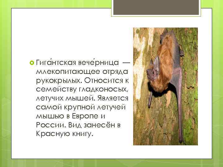  Гига нтская вече рница — млекопитающее отряда рукокрылых. Относится к семейству гладконосых, летучих