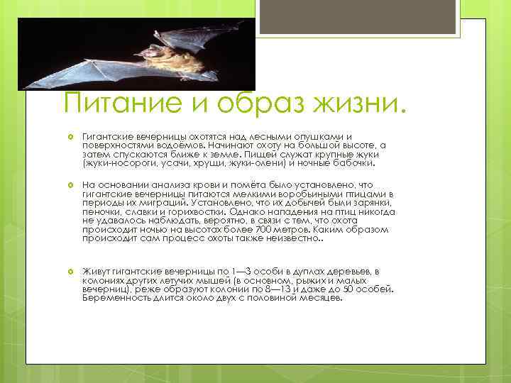 Питание и образ жизни. Гигантские вечерницы охотятся над лесными опушками и поверхностями водоёмов. Начинают